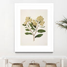 Kumarahou Drawn By Sarah Featon (1848a¬Ä¬ì1927 by Sarah Featon on GIANT ART - flowers and plants vintage botanical