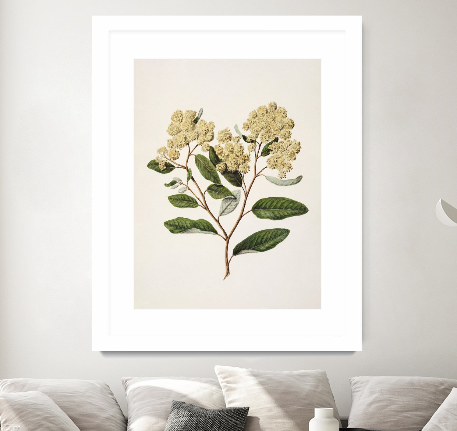 Kumarahou Drawn By Sarah Featon (1848a¬Ä¬ì1927 by Sarah Featon on GIANT ART - flowers and plants vintage botanical