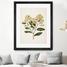 Kumarahou Drawn By Sarah Featon (1848a¬Ä¬ì1927 by Sarah Featon on GIANT ART - flowers and plants vintage botanical