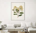 Kumarahou Drawn By Sarah Featon (1848a¬Ä¬ì1927 by Sarah Featon on GIANT ART - flowers and plants vintage botanical