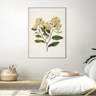 Kumarahou Drawn By Sarah Featon (1848a¬Ä¬ì1927 by Sarah Featon on GIANT ART - flowers and plants vintage botanical