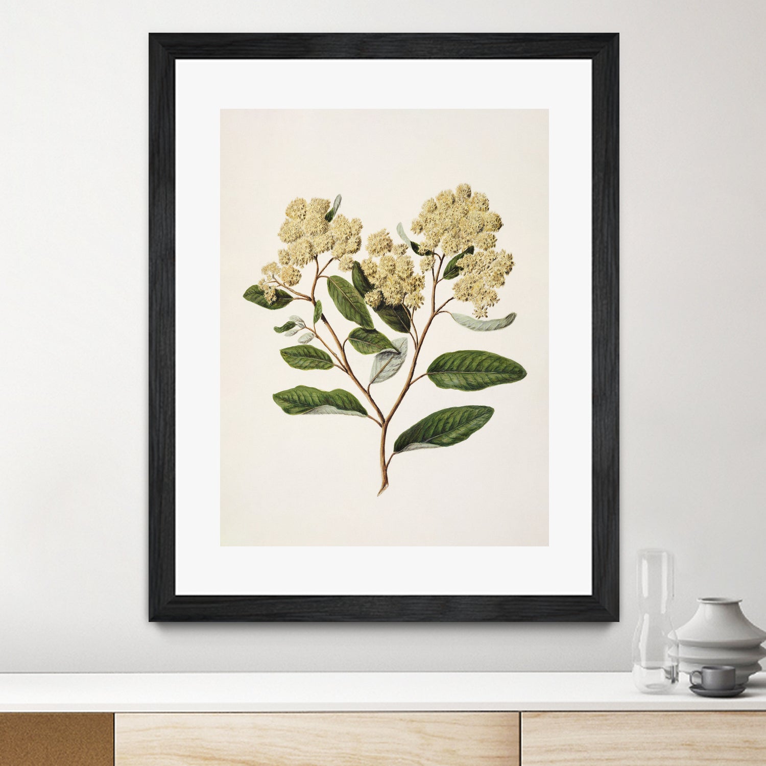 Kumarahou Drawn By Sarah Featon (1848a¬Ä¬ì1927 by Sarah Featon on GIANT ART - flowers and plants vintage botanical