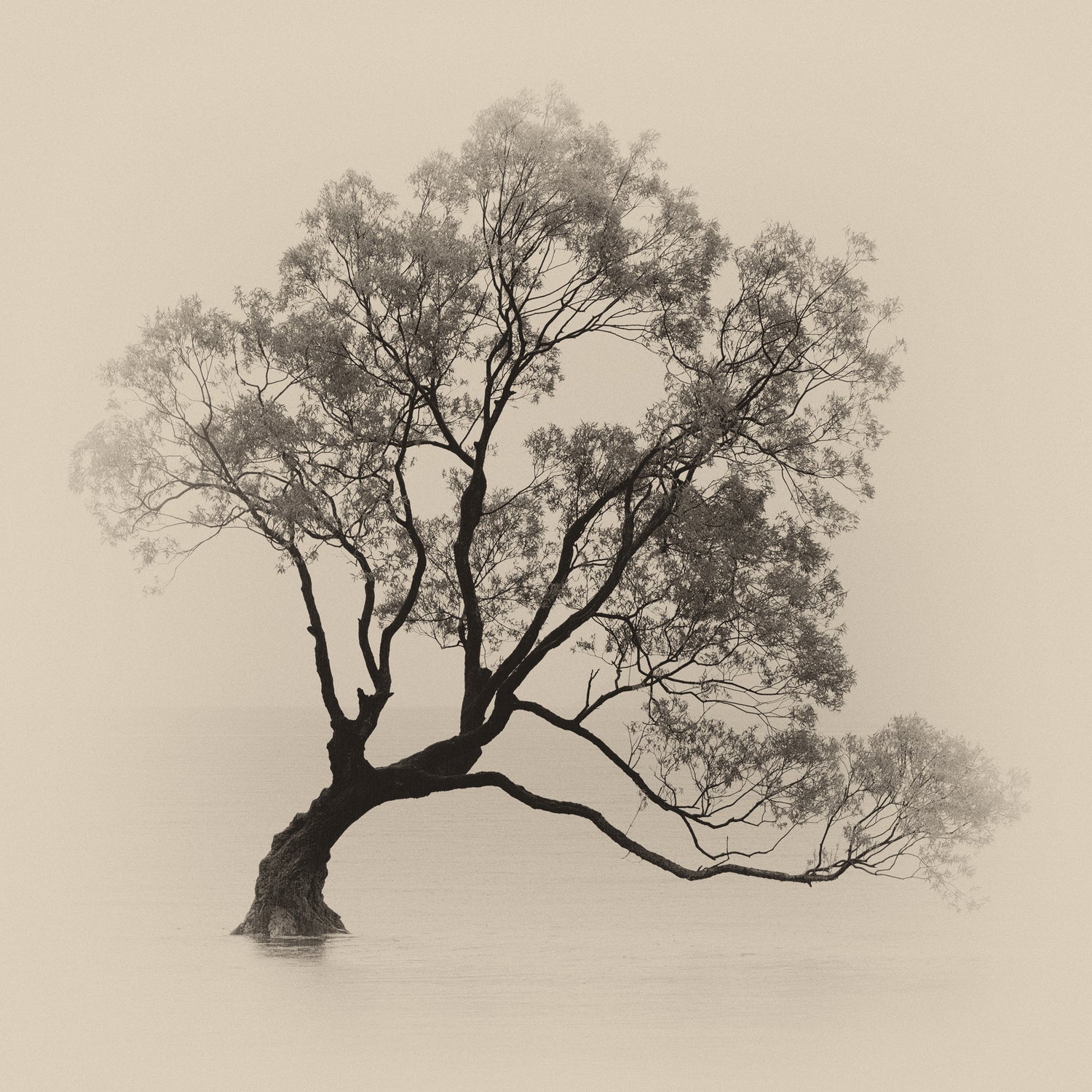 Wanaka Rain by Steven Fudge on GIANT ART - rain botanical rain