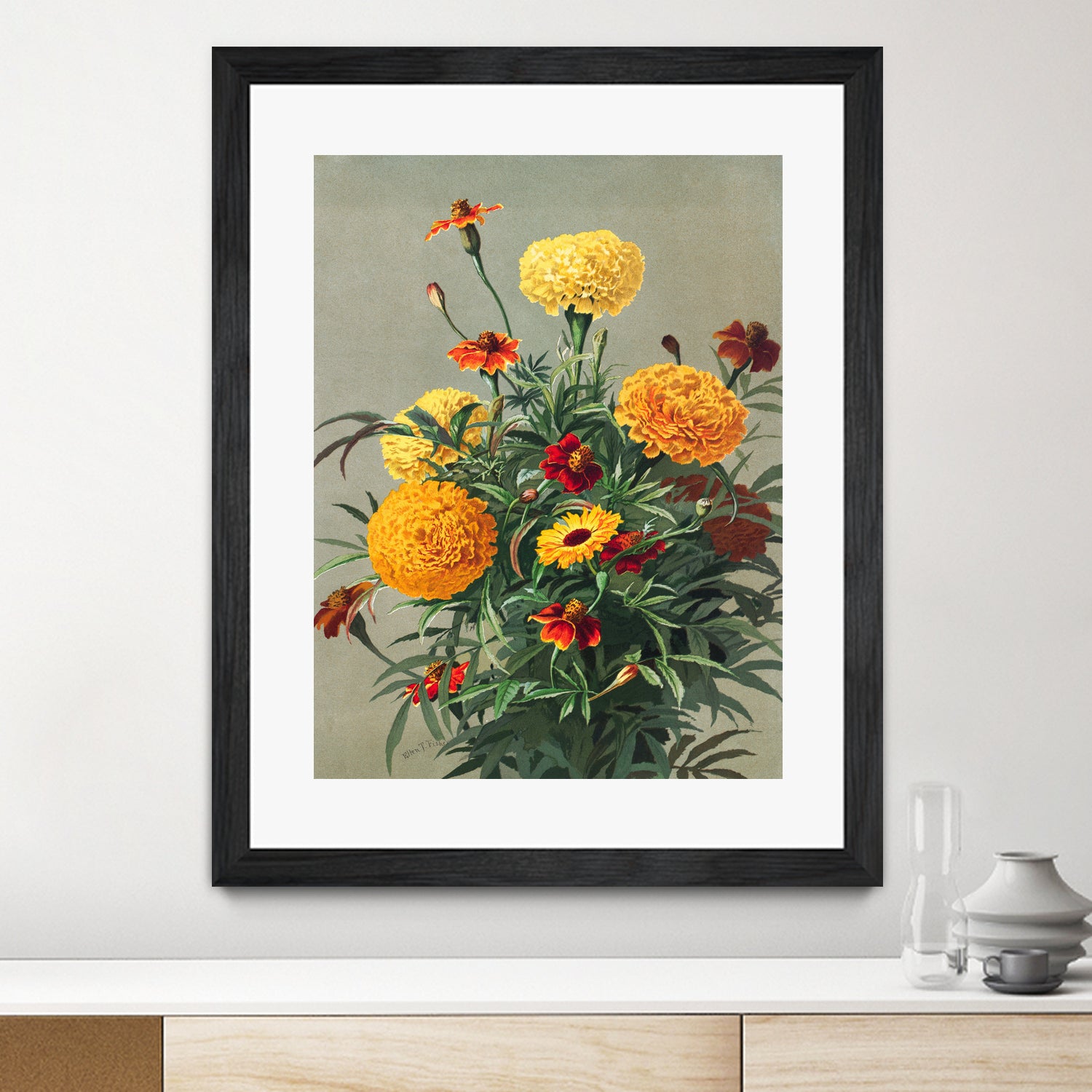 Marigolds by Ellen Thayer Fisher on GIANT ART - illustration ellen thayer fisher