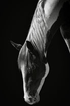 Quiet Strength by Frank Ma on GIANT ART - horse photography horse