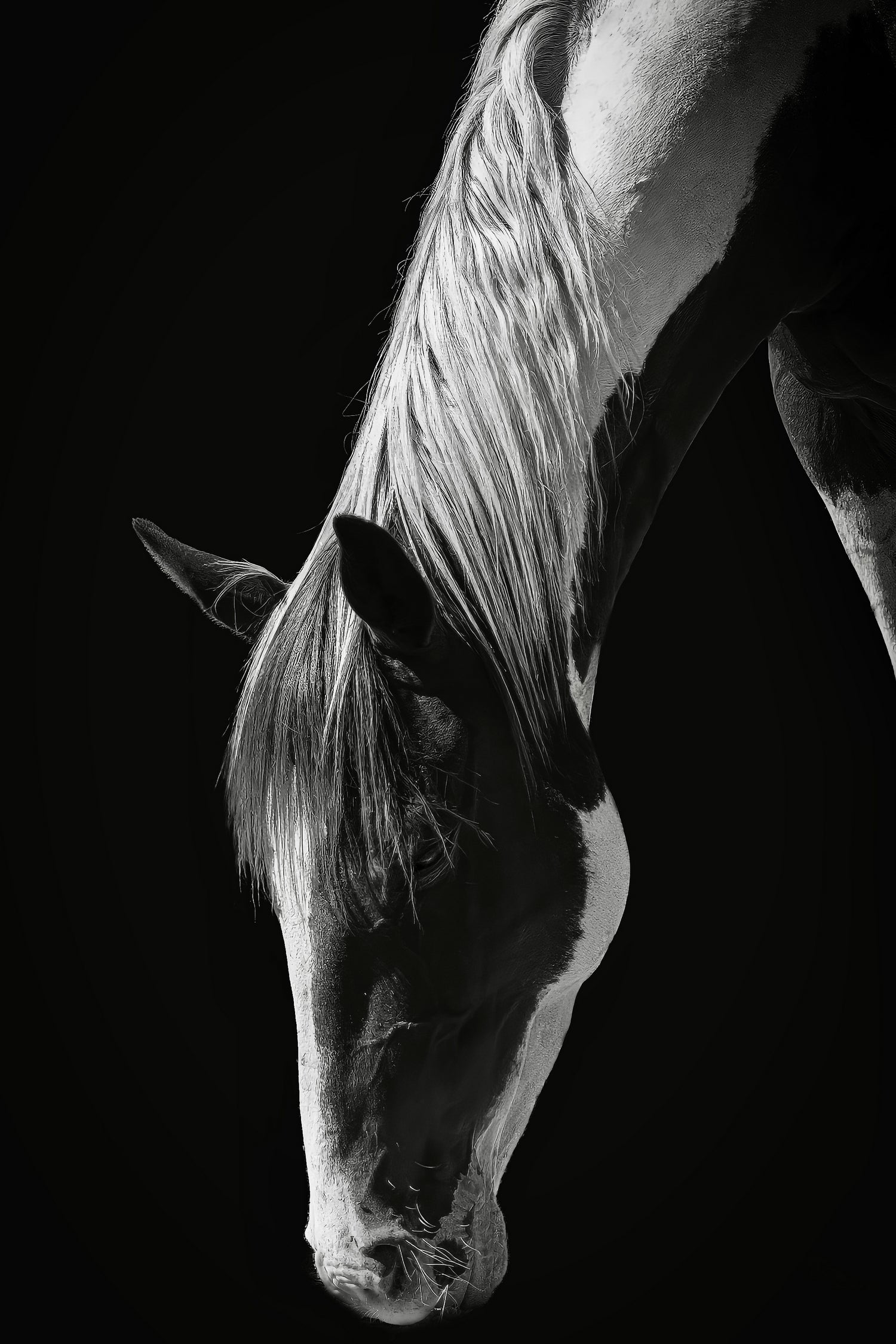 Quiet Strength by Frank Ma on GIANT ART - horse photography horse