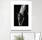 Quiet Strength by Frank Ma on GIANT ART - horse photography horse