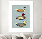 Decoy Ducks I by June Erica Vess on GIANT ART - animals nature birds