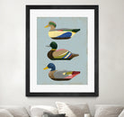Decoy Ducks II by June Erica Vess on GIANT ART - animals nature birds