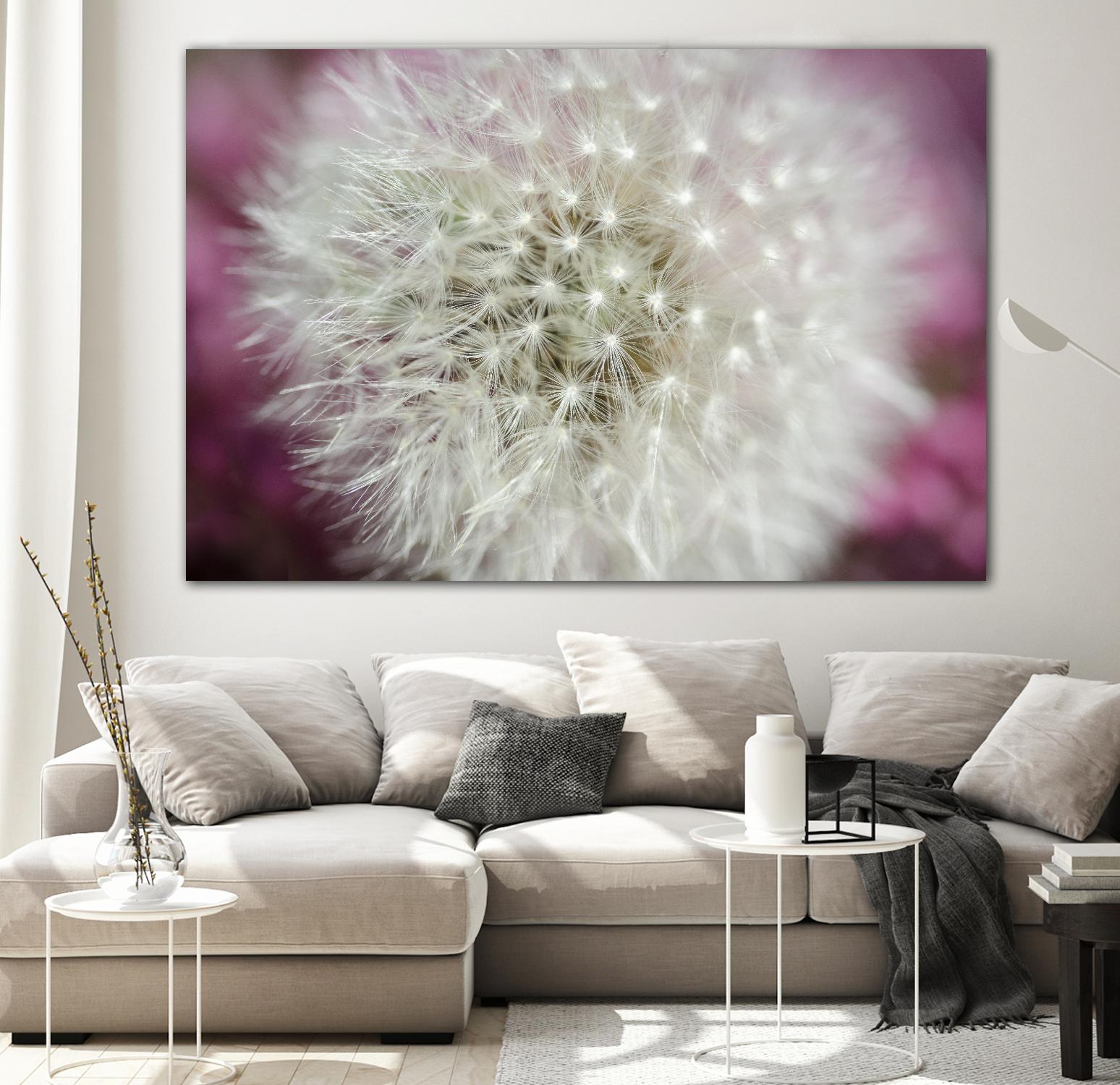 Dandelion on a rose by Nick Jackson on GIANT ART - pink photo art