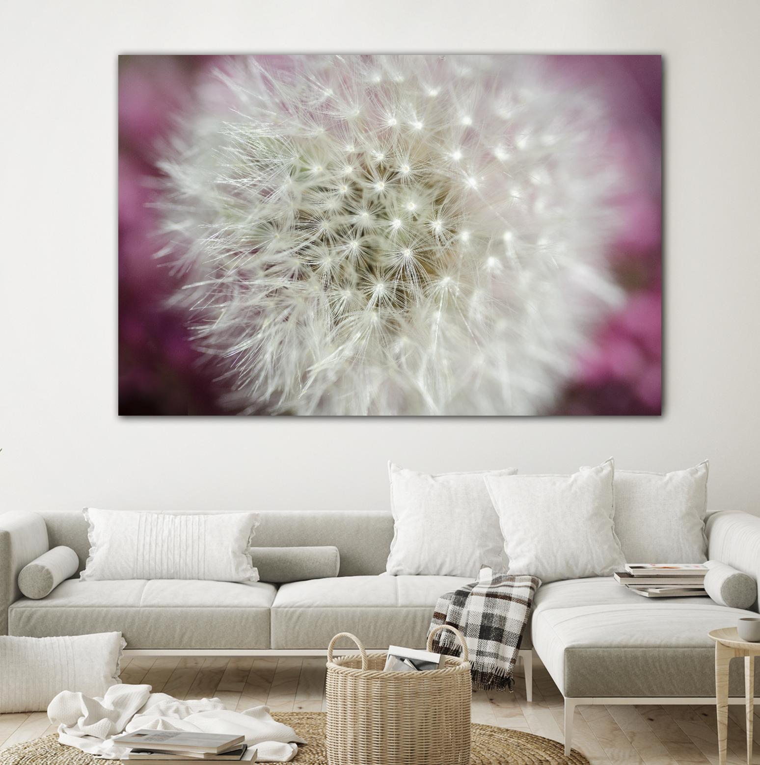 Dandelion on a rose by Nick Jackson on GIANT ART - pink photo art