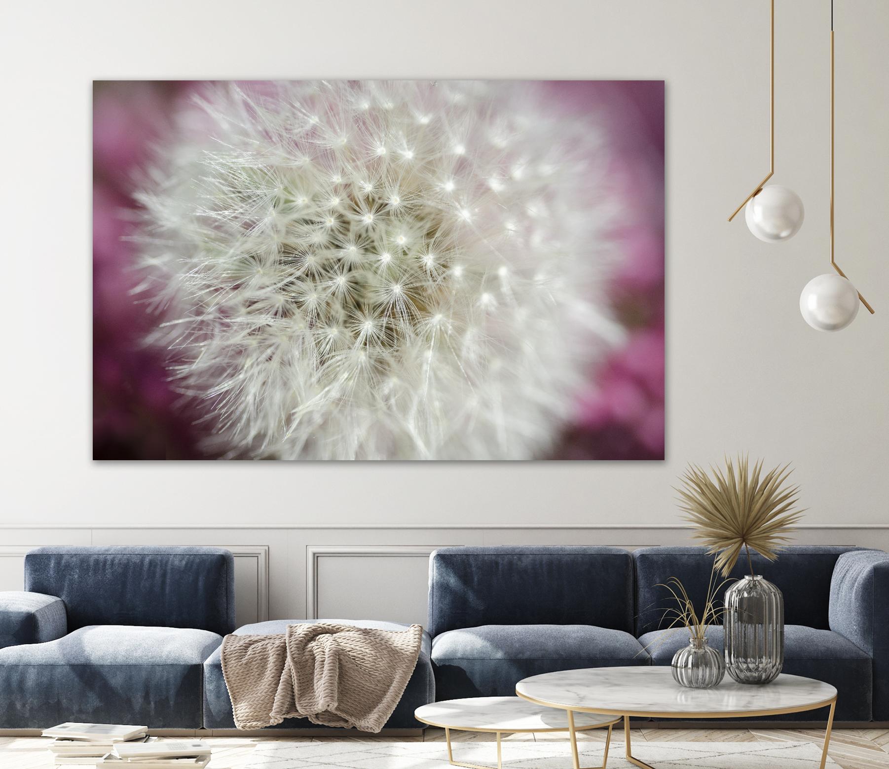 Dandelion on a rose by Nick Jackson on GIANT ART - pink photo art
