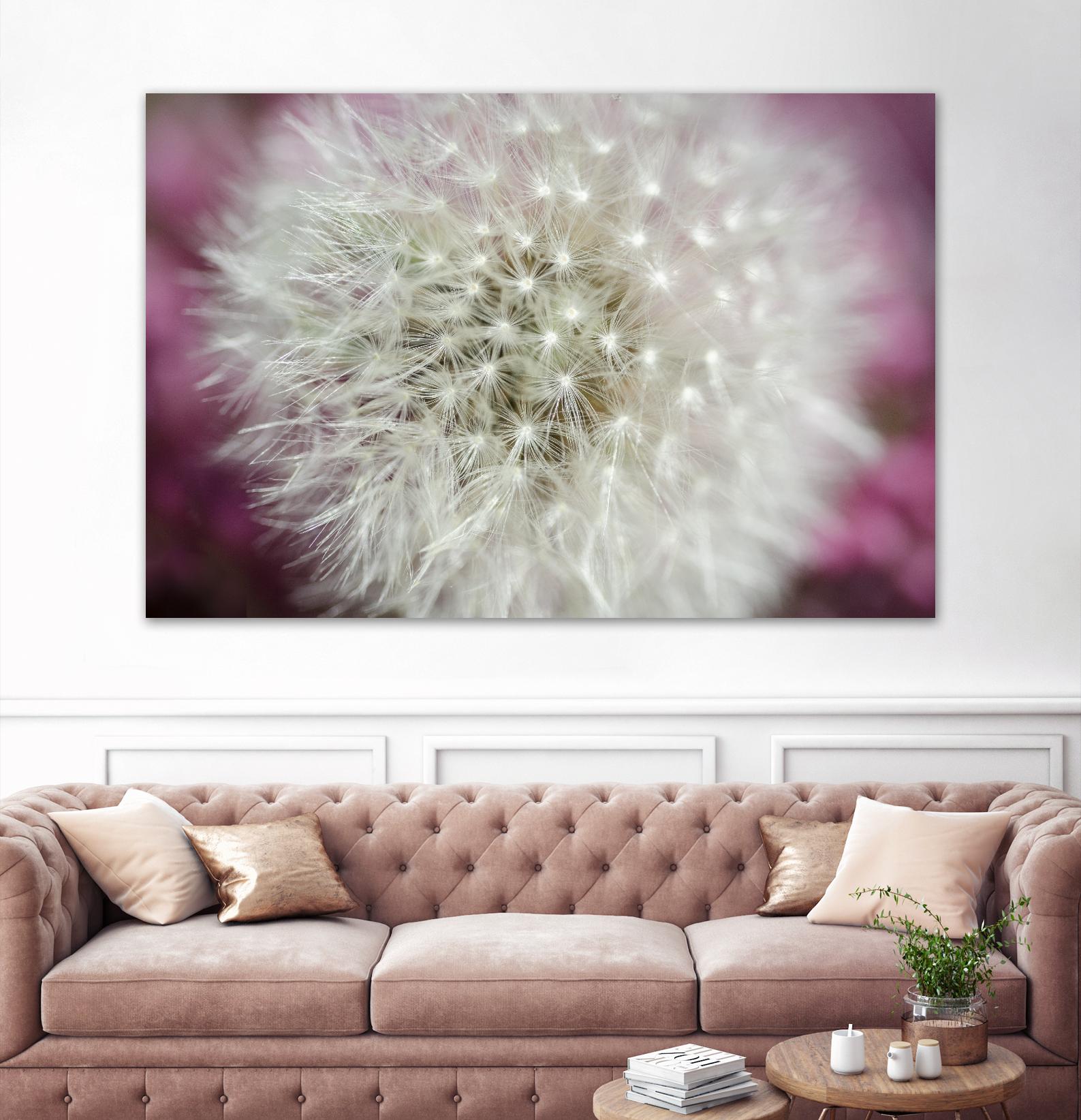 Dandelion on a rose by Nick Jackson on GIANT ART - pink photo art