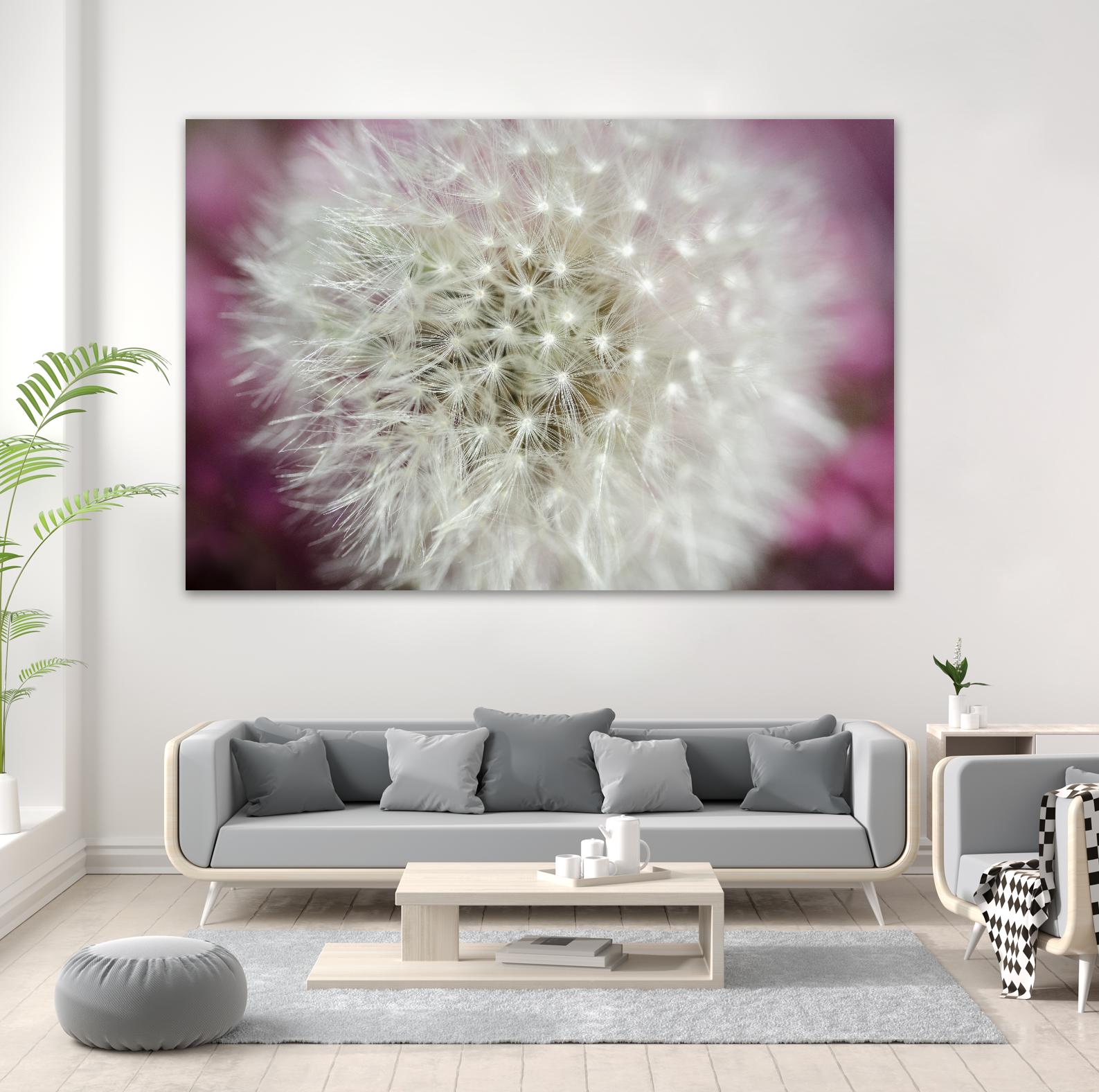 Dandelion on a rose by Nick Jackson on GIANT ART - pink photo art