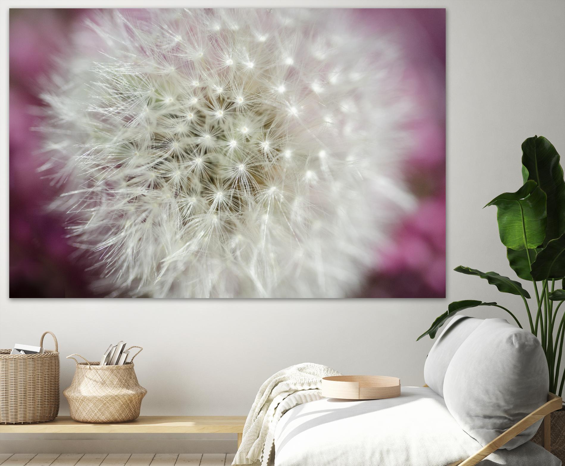 Dandelion on a rose by Nick Jackson on GIANT ART - pink photo art