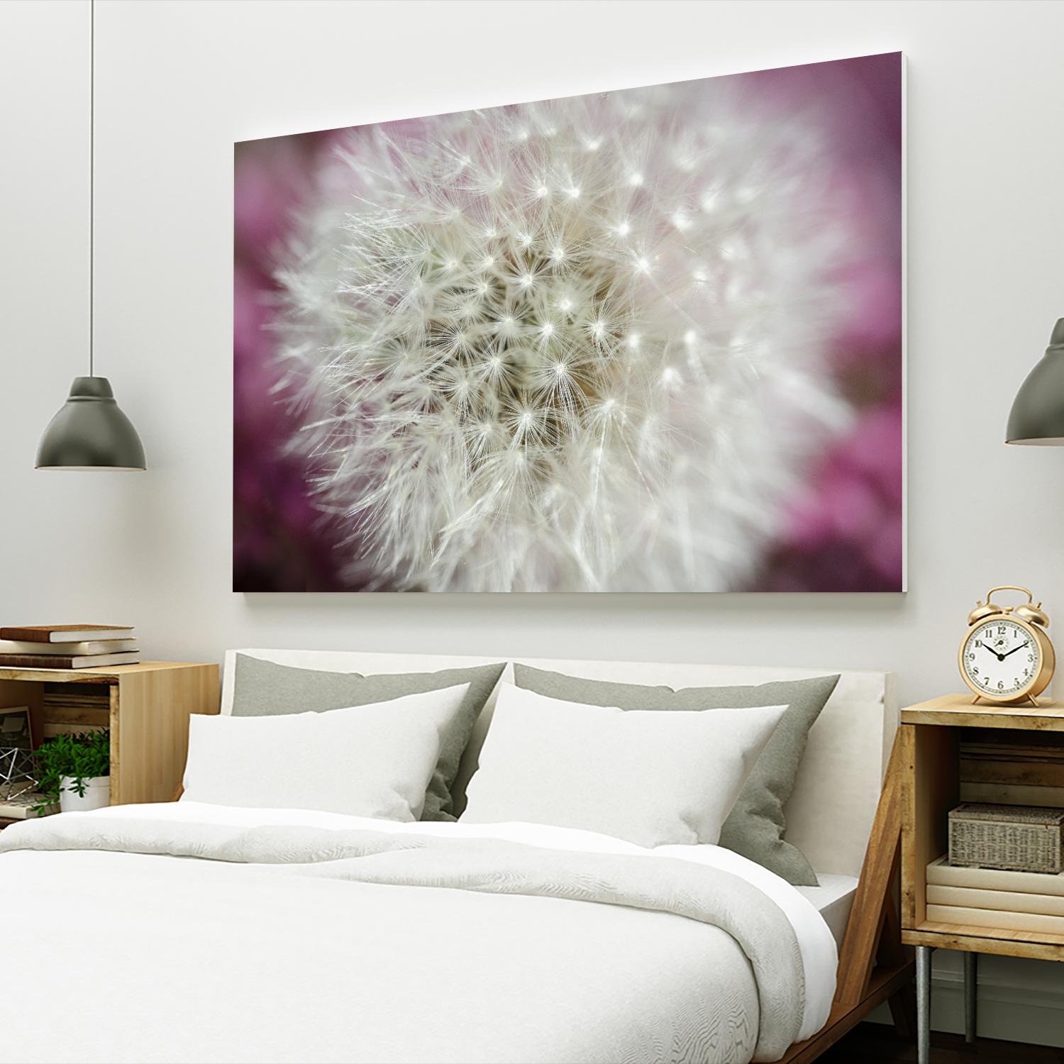 Dandelion on a rose by Nick Jackson on GIANT ART - pink photo art