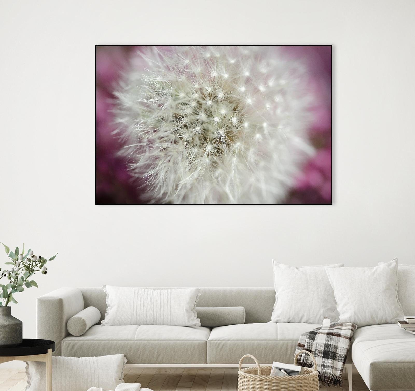 Dandelion on a rose by Nick Jackson on GIANT ART - pink photo art