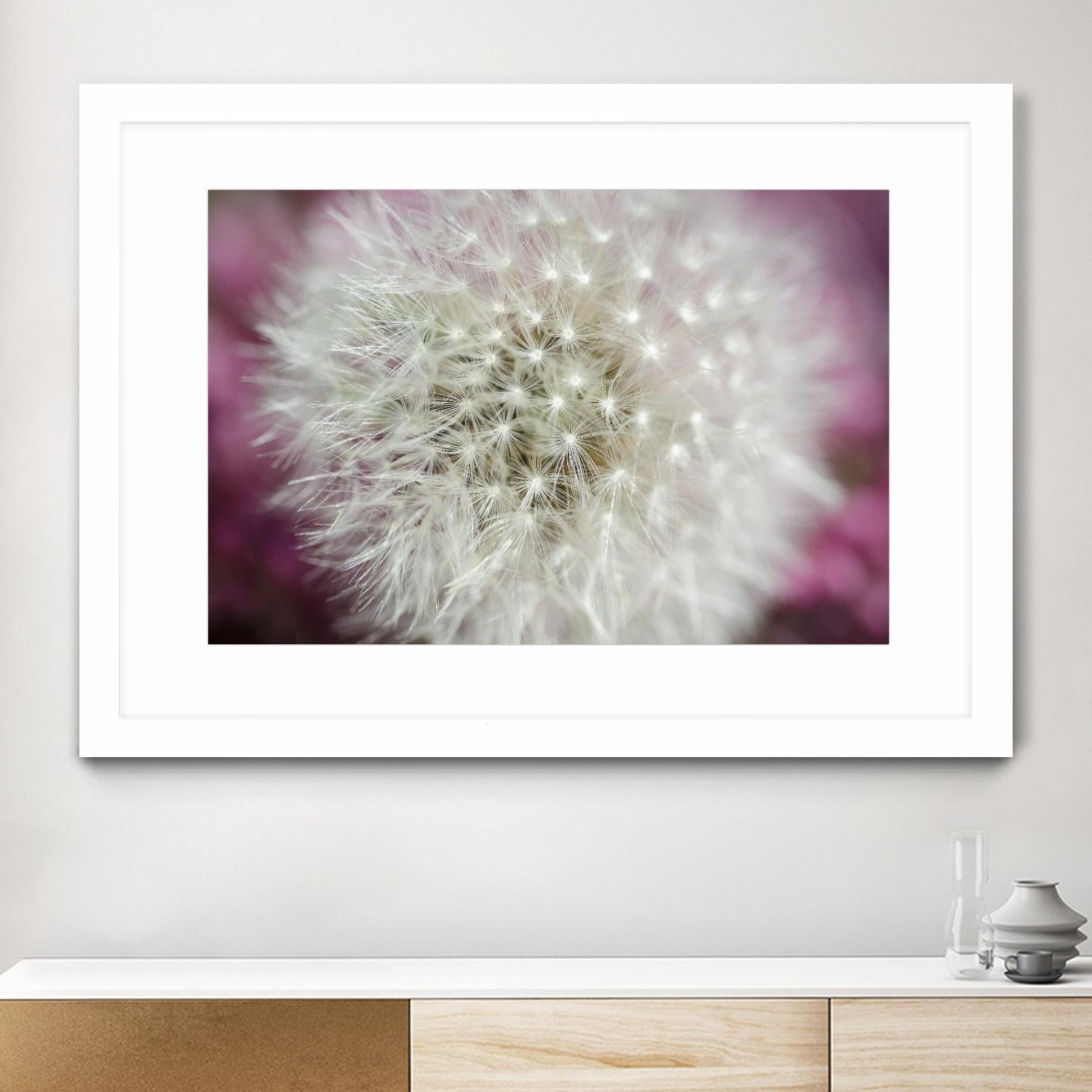 Dandelion on a rose by Nick Jackson on GIANT ART - pink photo art