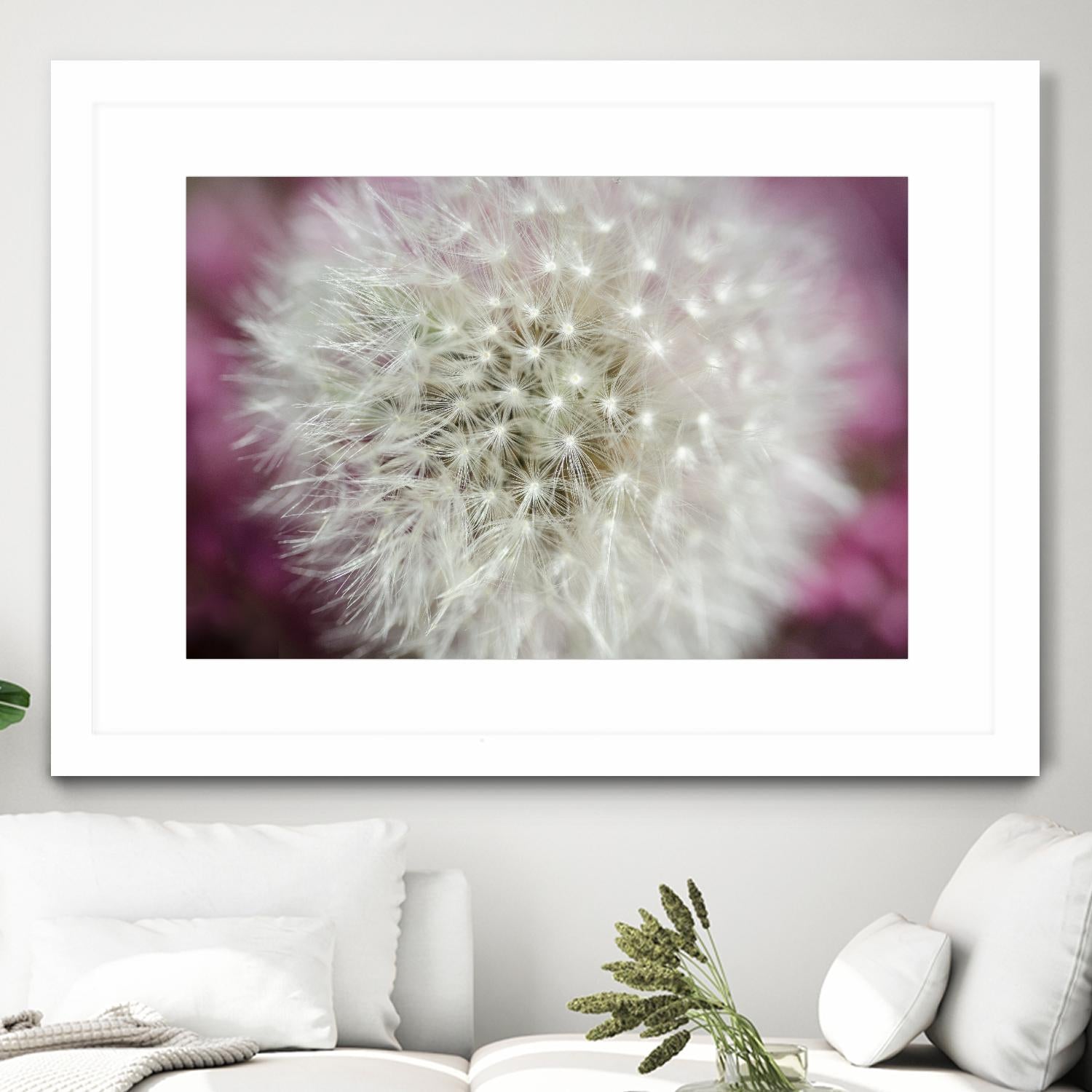 Dandelion on a rose by Nick Jackson on GIANT ART - pink photo art