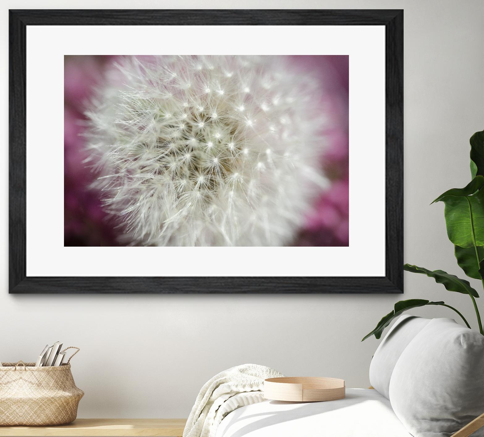 Dandelion on a rose by Nick Jackson on GIANT ART - pink photo art