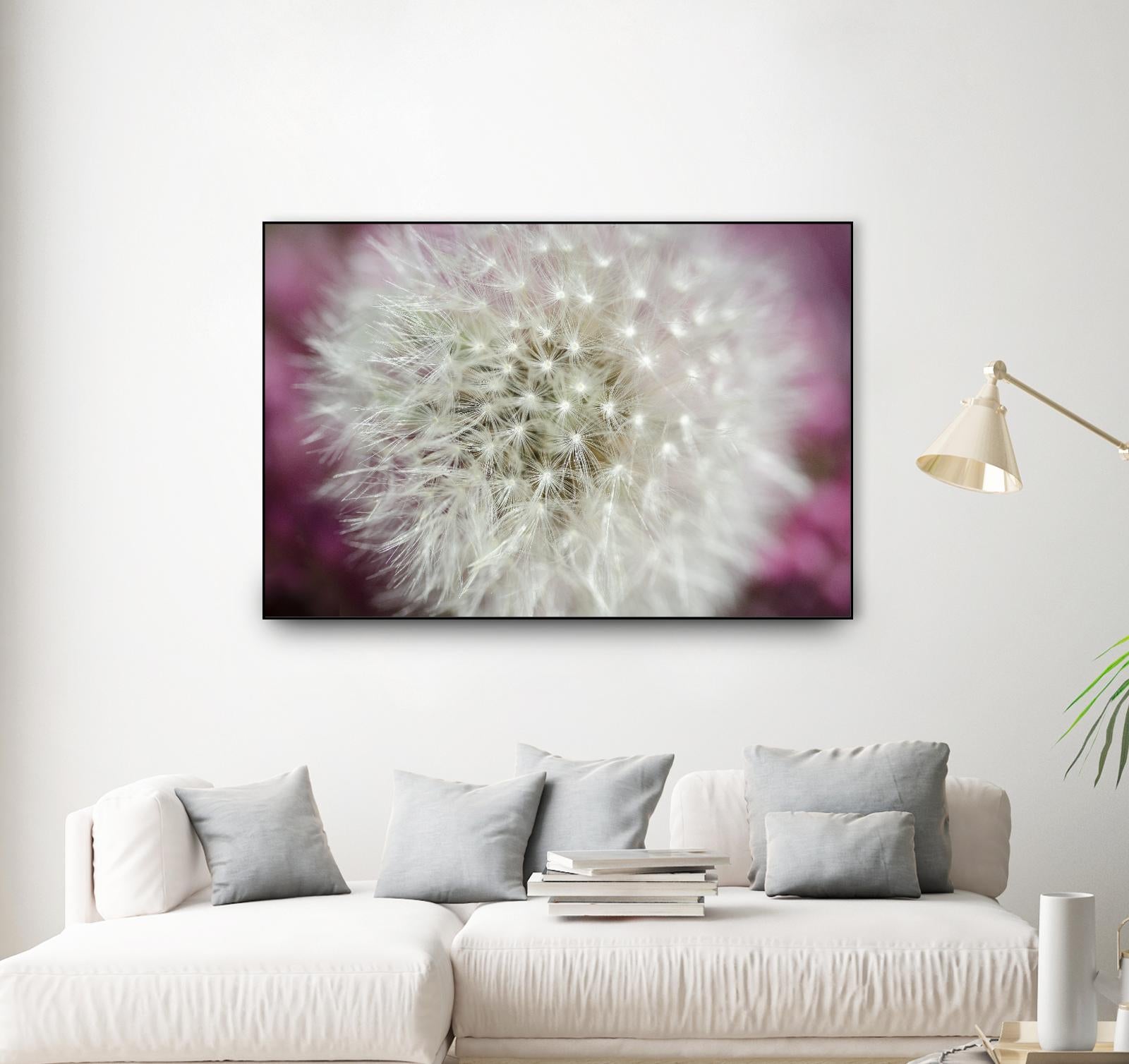 Dandelion on a rose by Nick Jackson on GIANT ART - pink photo art