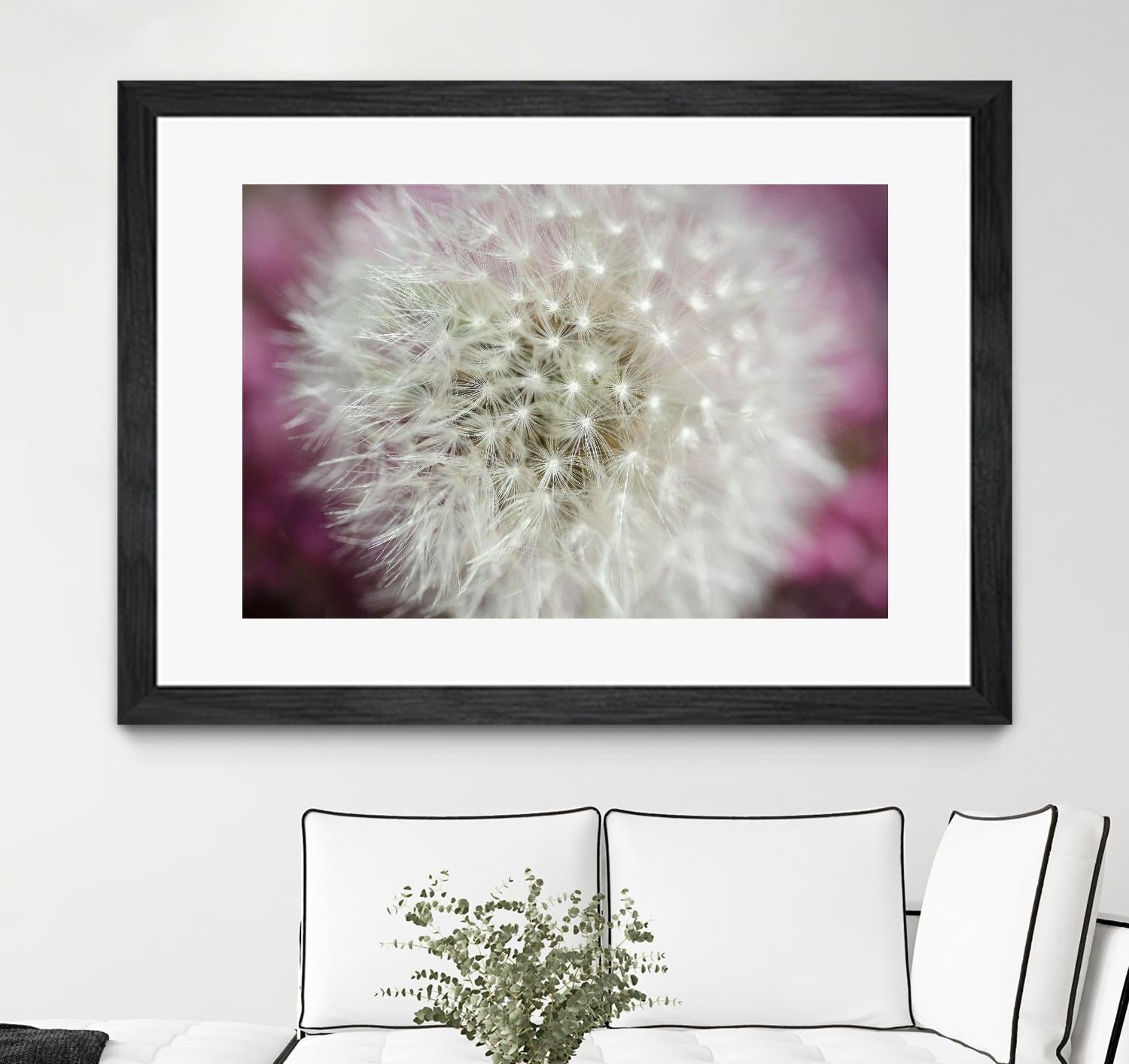 Dandelion on a rose by Nick Jackson on GIANT ART - pink photo art