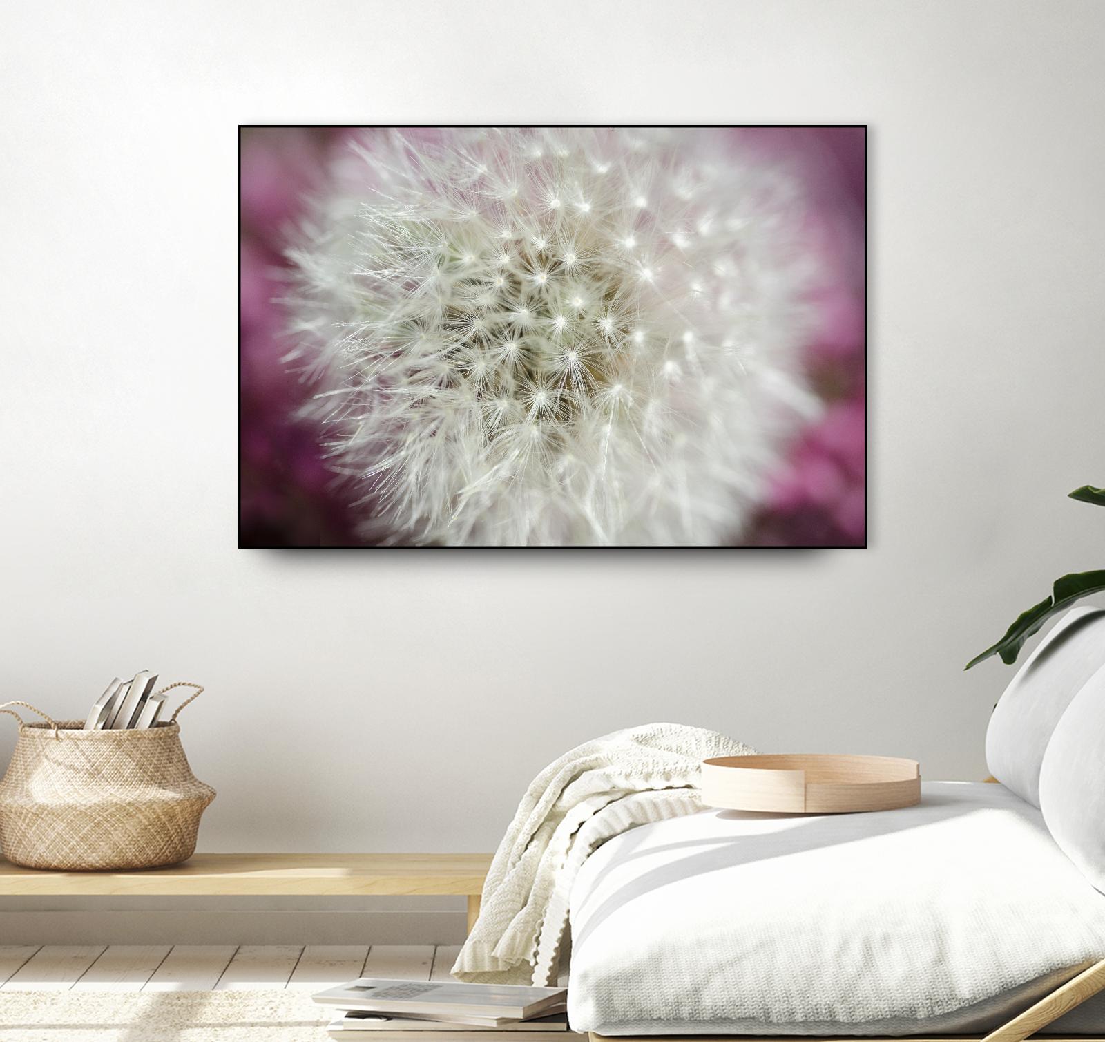 Dandelion on a rose by Nick Jackson on GIANT ART - pink photo art
