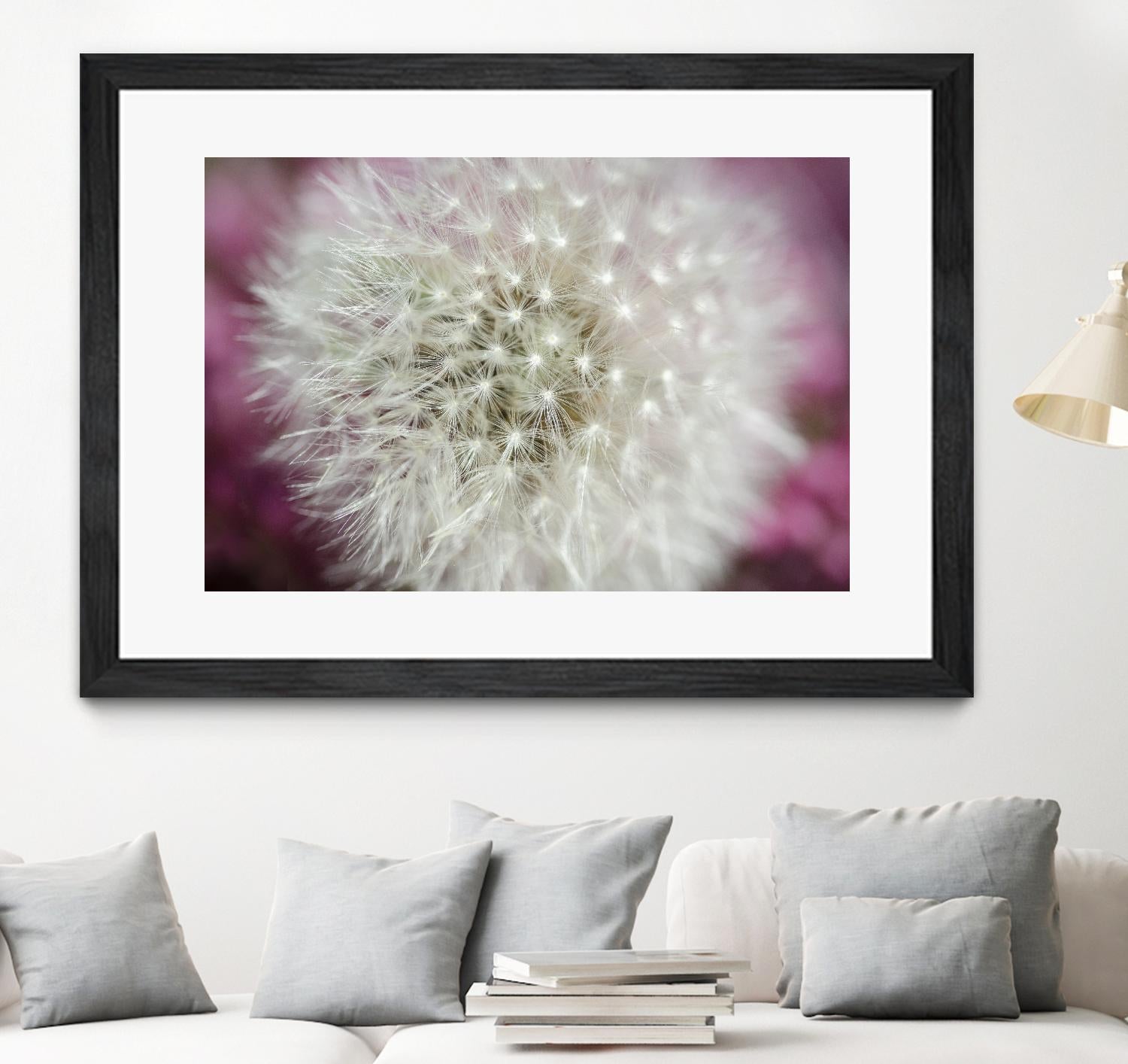 Dandelion on a rose by Nick Jackson on GIANT ART - pink photo art