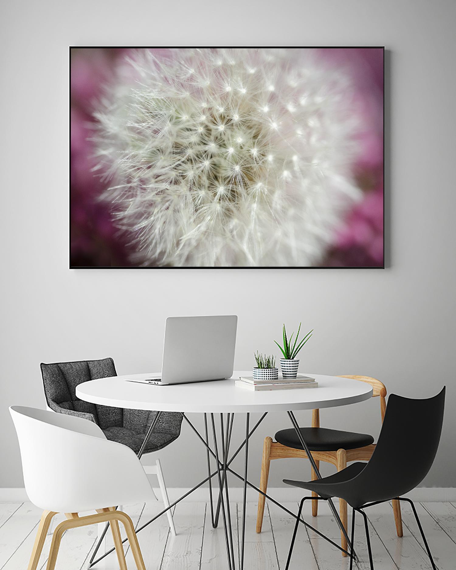 Dandelion on a rose by Nick Jackson on GIANT ART - pink photo art