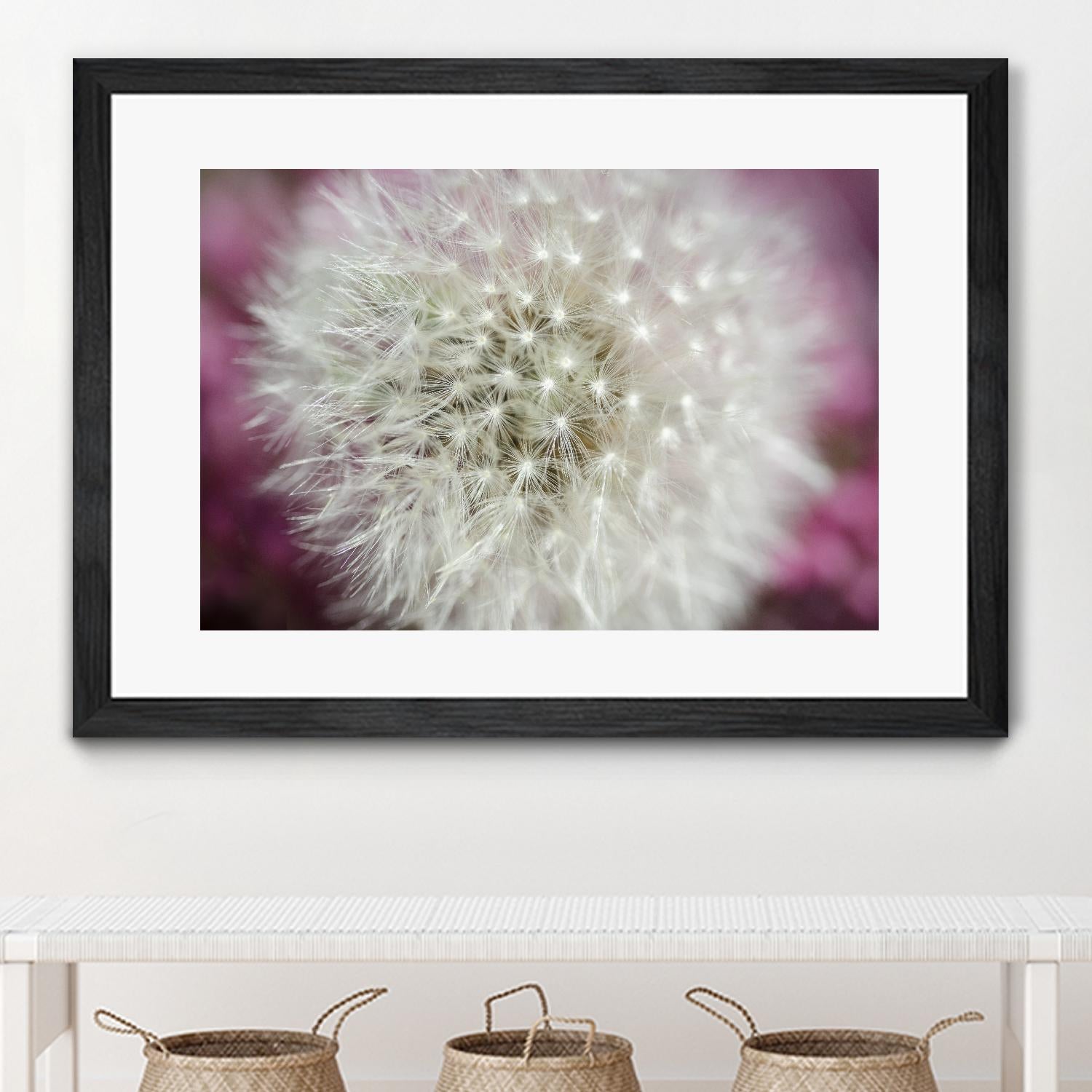 Dandelion on a rose by Nick Jackson on GIANT ART - pink photo art
