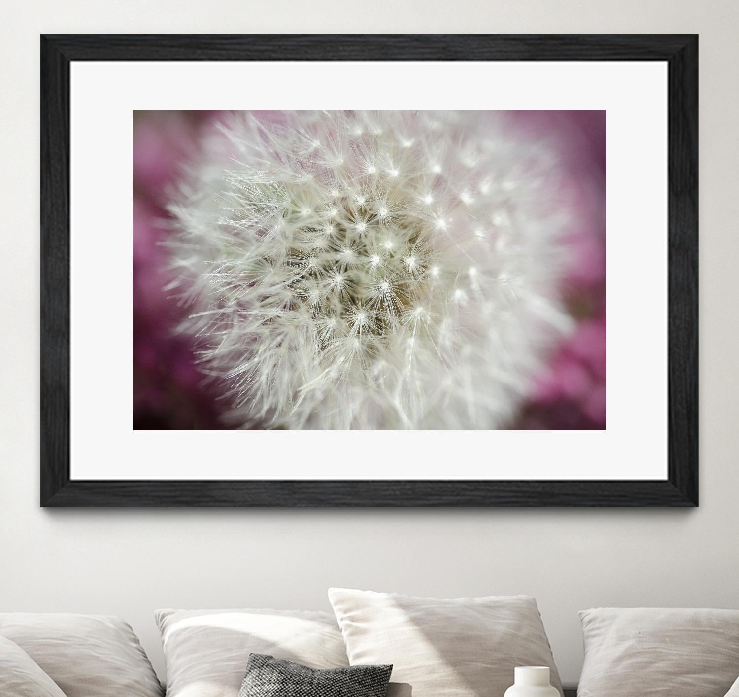 Dandelion on a rose by Nick Jackson on GIANT ART - pink photo art