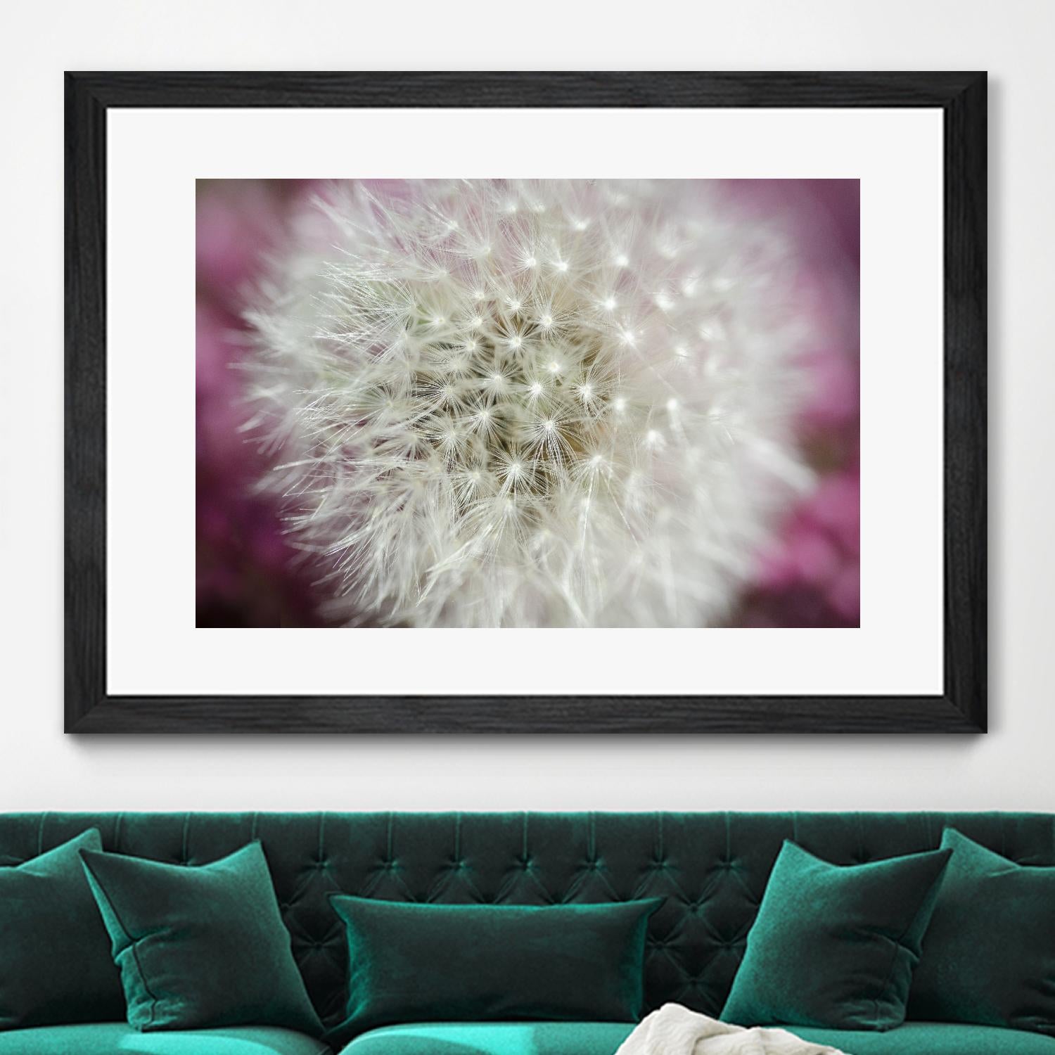 Dandelion on a rose by Nick Jackson on GIANT ART - pink photo art