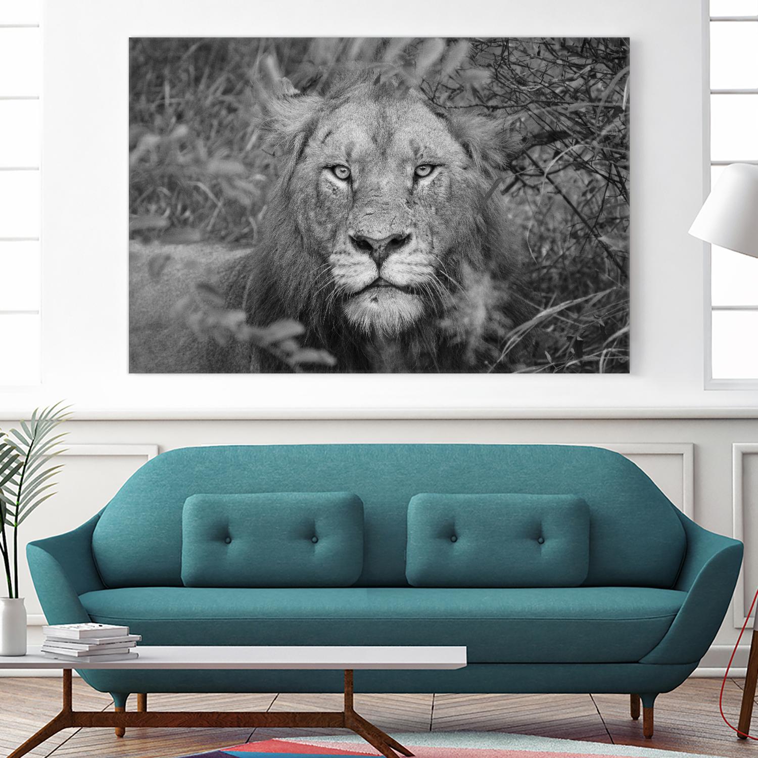 Into the eyes of the lion by Nick Jackson on GIANT ART - white animals