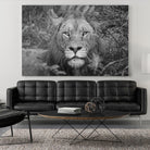 Into the eyes of the lion by Nick Jackson on GIANT ART - white animals