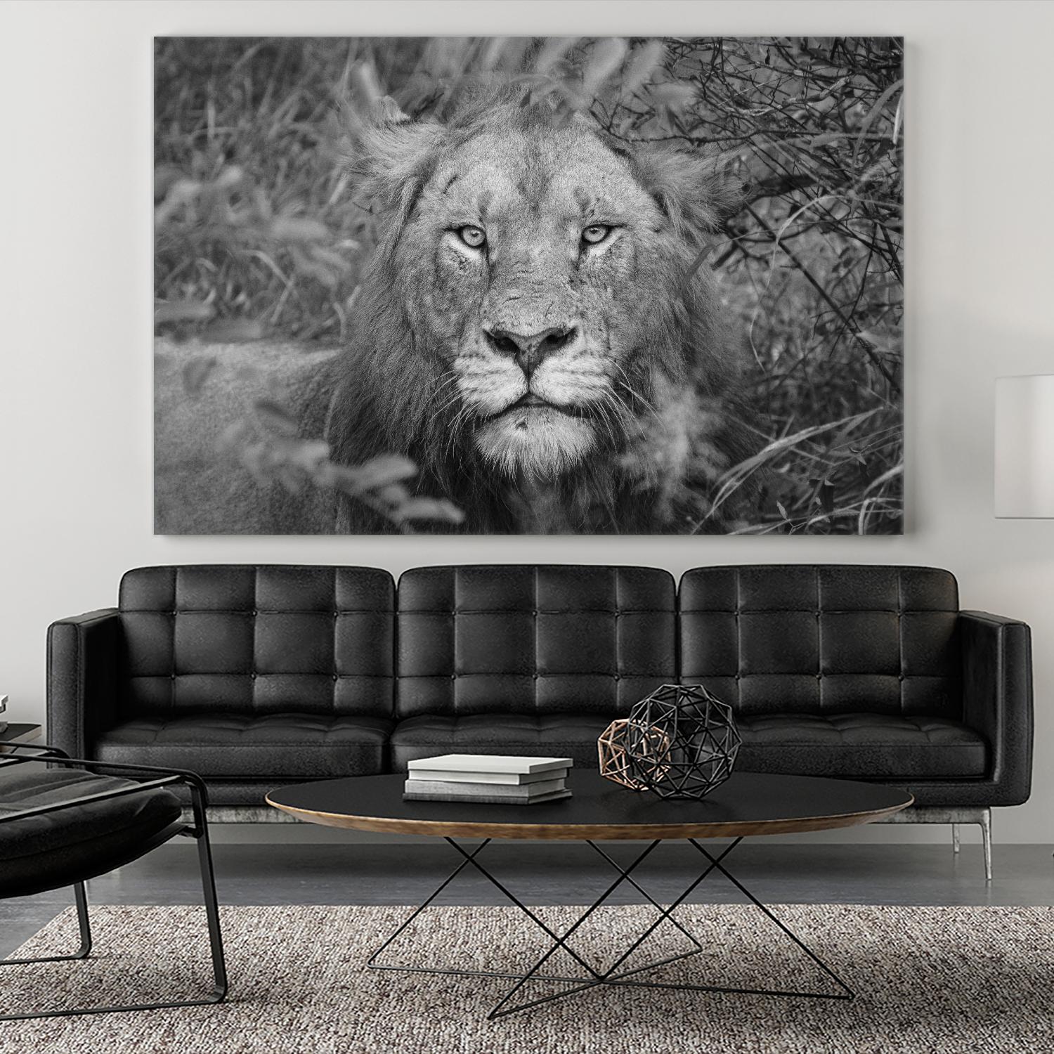 Into the eyes of the lion by Nick Jackson on GIANT ART - white animals