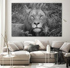 Into the eyes of the lion by Nick Jackson on GIANT ART - white animals