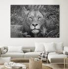 Into the eyes of the lion by Nick Jackson on GIANT ART - white animals