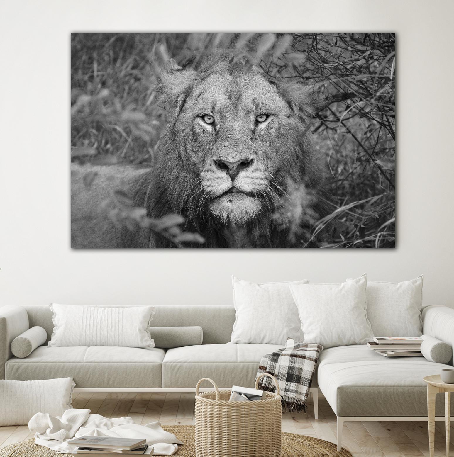 Into the eyes of the lion by Nick Jackson on GIANT ART - white animals