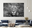 Into the eyes of the lion by Nick Jackson on GIANT ART - white animals