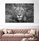 Into the eyes of the lion by Nick Jackson on GIANT ART - white animals