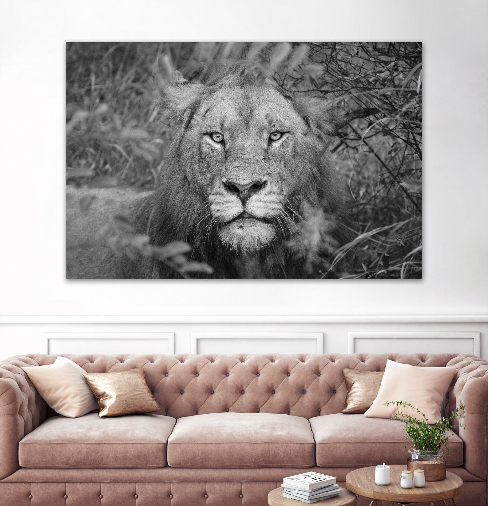 Into the eyes of the lion by Nick Jackson on GIANT ART - white animals