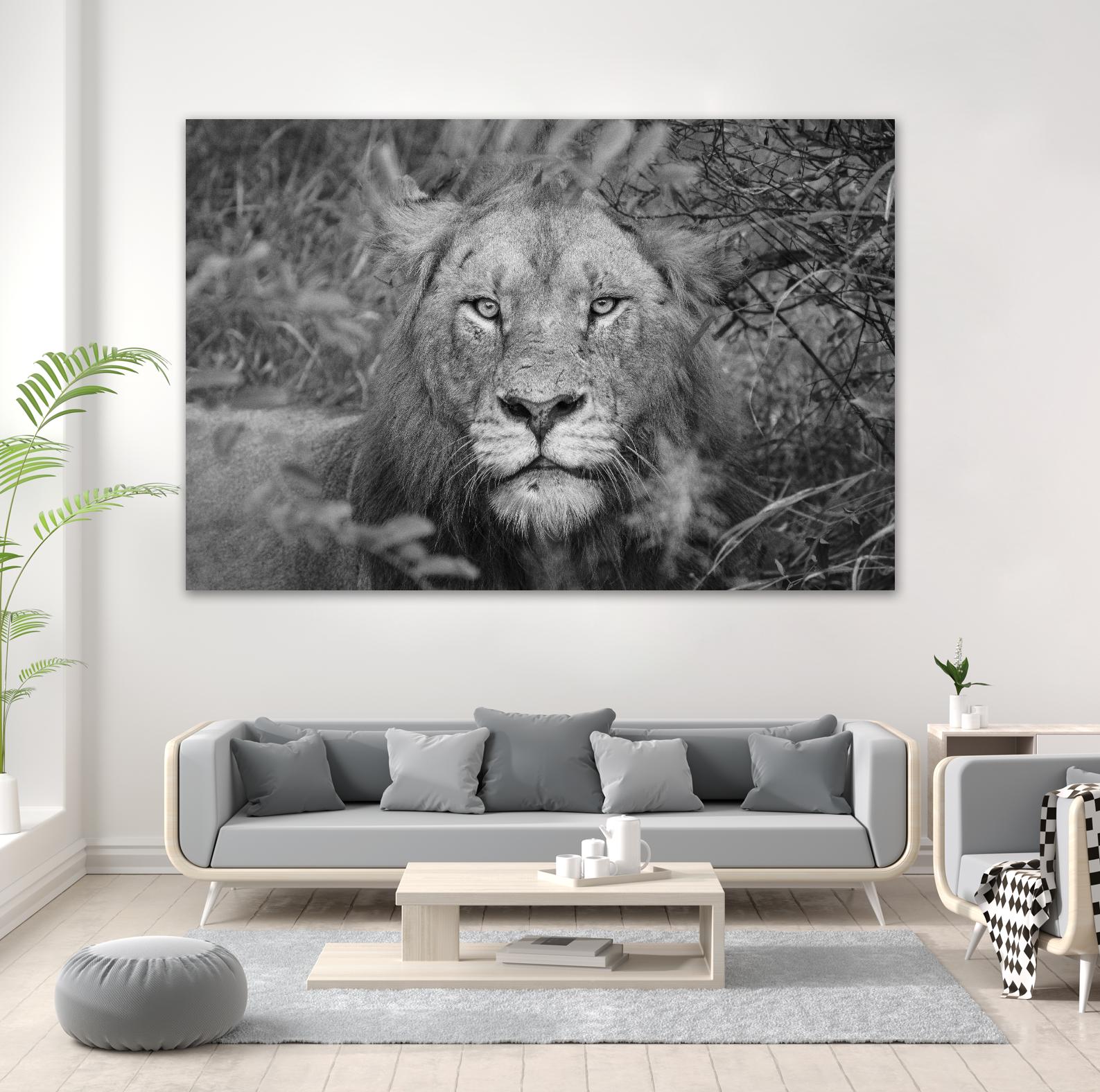 Into the eyes of the lion by Nick Jackson on GIANT ART - white animals