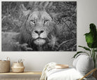 Into the eyes of the lion by Nick Jackson on GIANT ART - white animals
