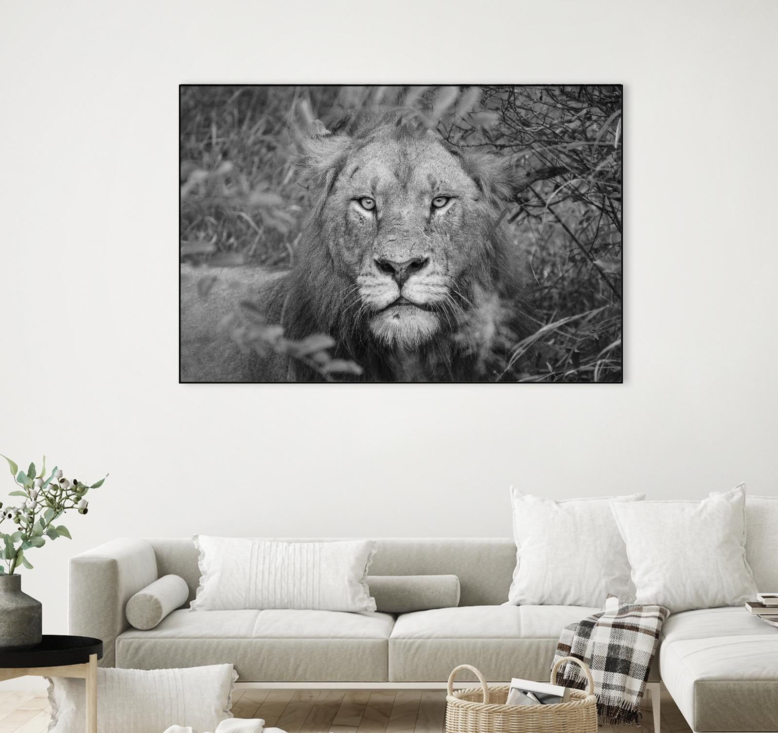 Into the eyes of the lion by Nick Jackson on GIANT ART - white animals