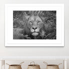 Into the eyes of the lion by Nick Jackson on GIANT ART - white animals