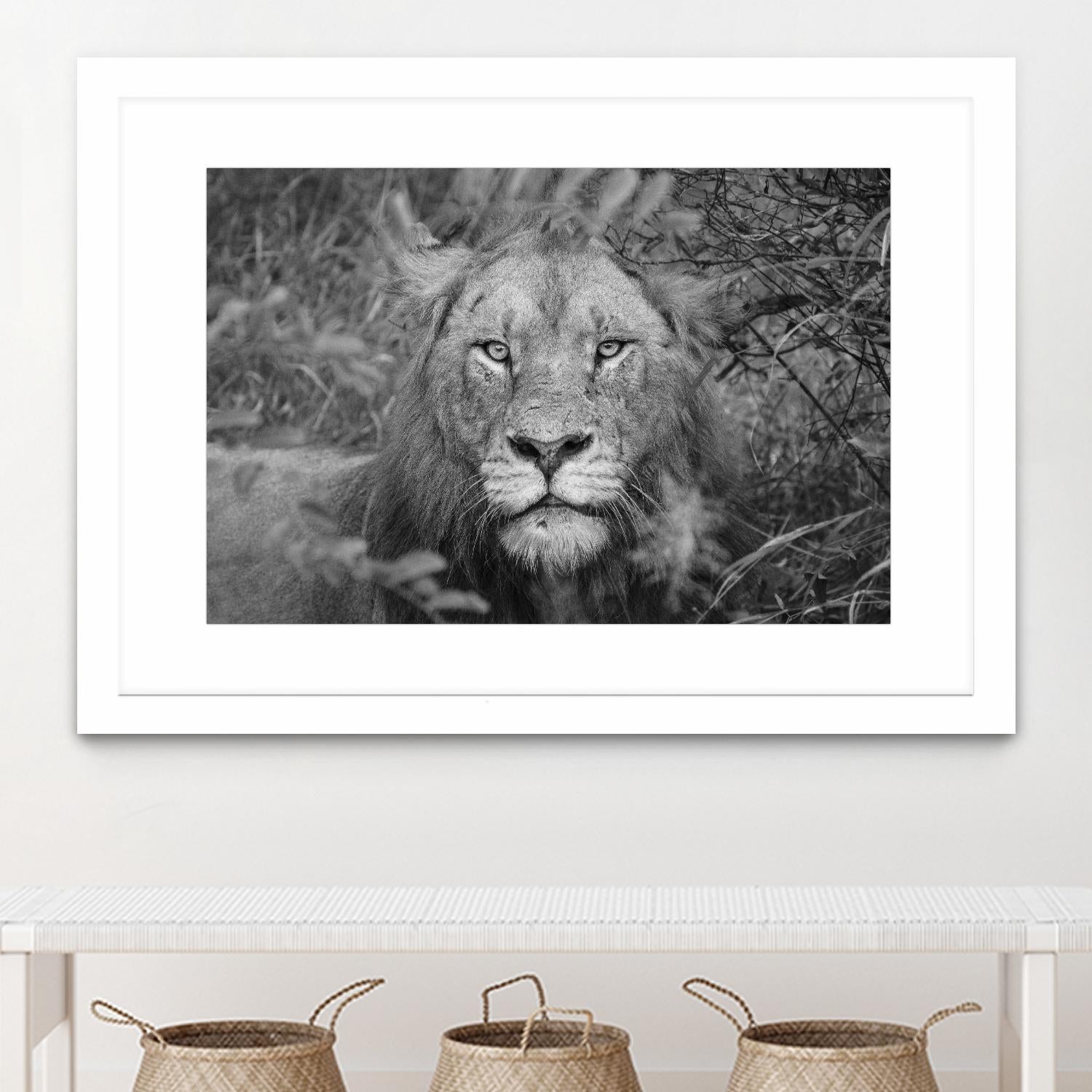 Into the eyes of the lion by Nick Jackson on GIANT ART - white animals