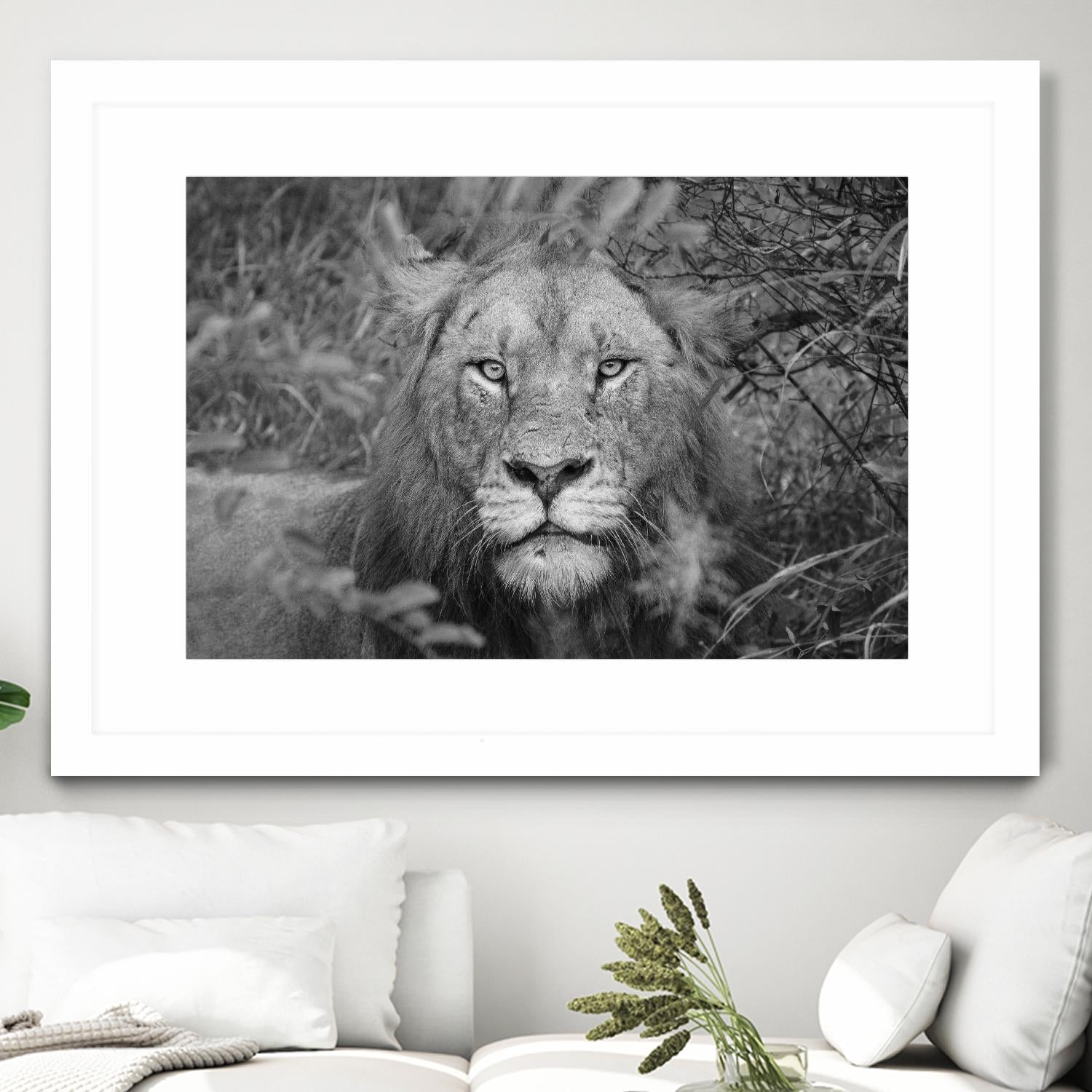 Into the eyes of the lion by Nick Jackson on GIANT ART - white animals