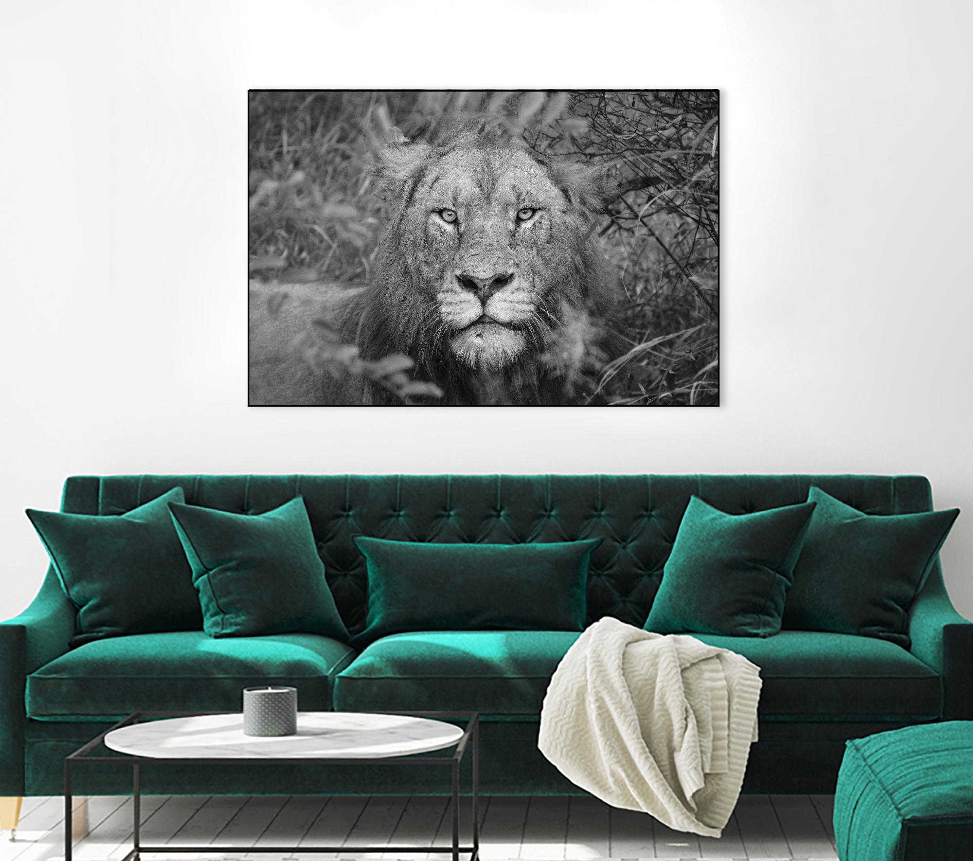 Into the eyes of the lion by Nick Jackson on GIANT ART - white animals