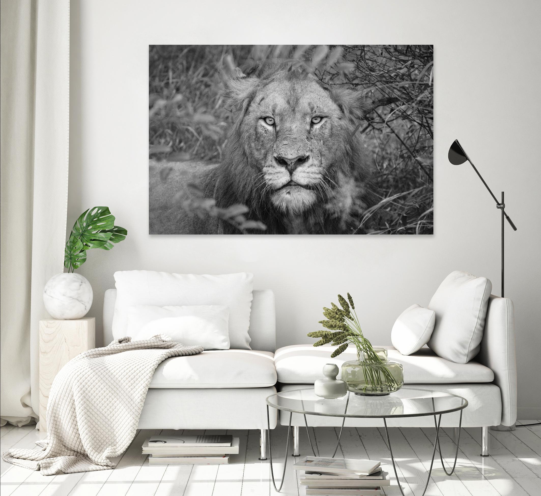 Into the eyes of the lion by Nick Jackson on GIANT ART - white animals