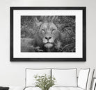 Into the eyes of the lion by Nick Jackson on GIANT ART - white animals